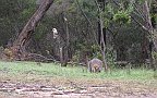 17-Wildlife at Shooters Campground in the Grampians